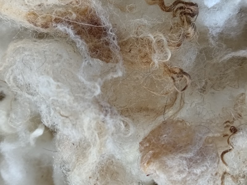 Laine de mouton lavée, "louvetée"