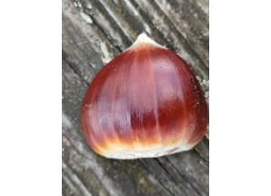 PELOTE ((50g) laine 100% Mérinos - Coloris Châtaigne